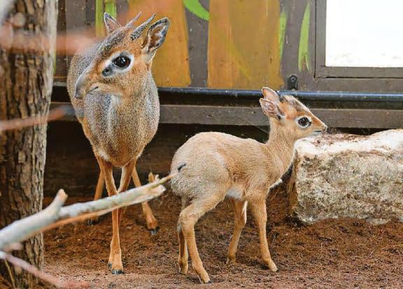 Chessington welcomes a particularly small newcomer to zoo