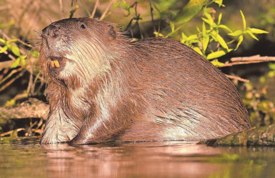Trust hopes to bring back beavers
