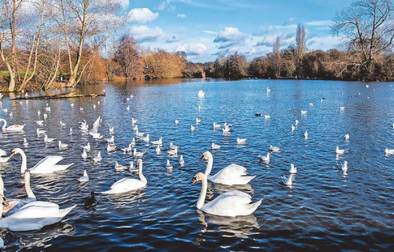 Our green spaces go gold: bumper wins in bloom competition