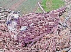 Major coup for Welsh ospreys