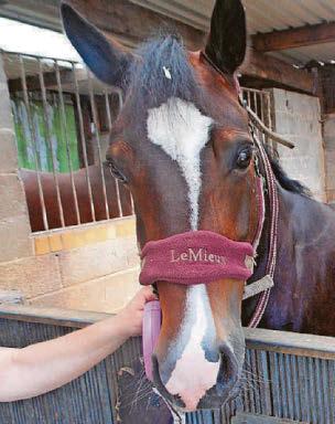 IMAGES RELEASED OF TWO HORSES ABUSED BY MAN
