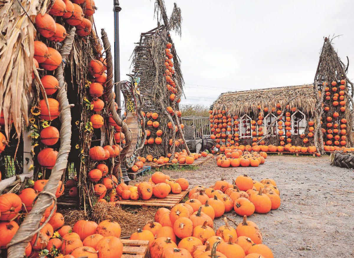 PUMPKINS SPICE UP VILLAGE LIFE