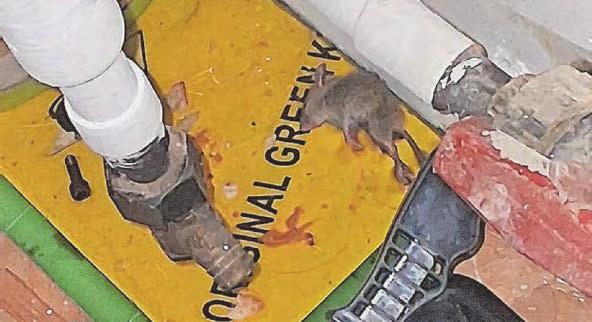 Mum is too scared to go into her kitchen as mice 'roam everywhere'