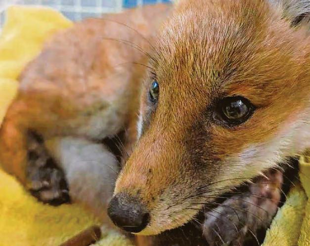 Fox cub released after being trapped in well
