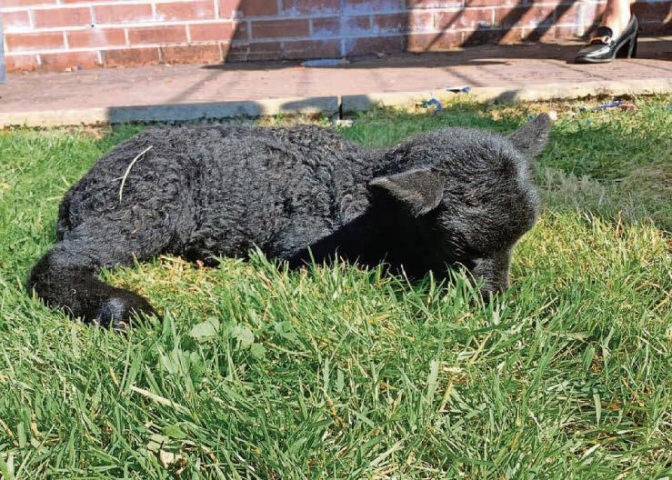 Little lambs spring into action for kids