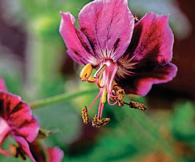 GERANIUM MANIA
