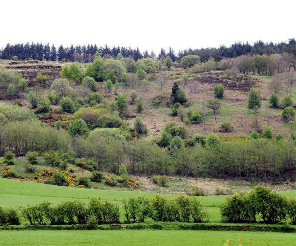 The guns fall silent at Braes