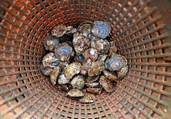 Cutting global emissions 'the only way' to safeguard seafood