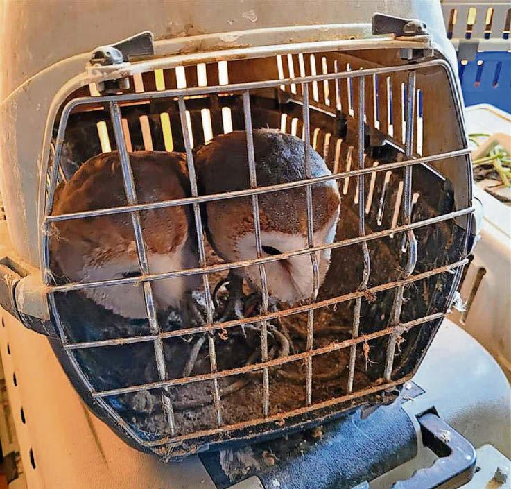 Cruel birdman banned from keeping animals