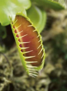 Plants your kids can get excited about