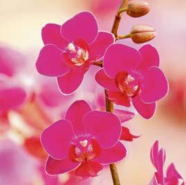 Orchids bring joy to winter