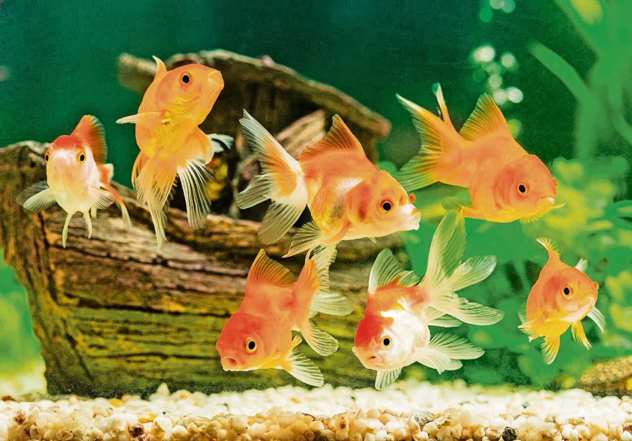 Boffins make a fin-tastic find for stressed-out fish