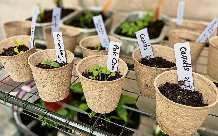 Simply the best seeds for nurturing right now