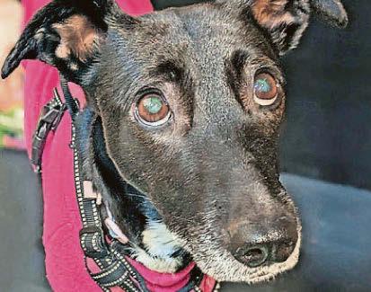 Animal charity plea to residents