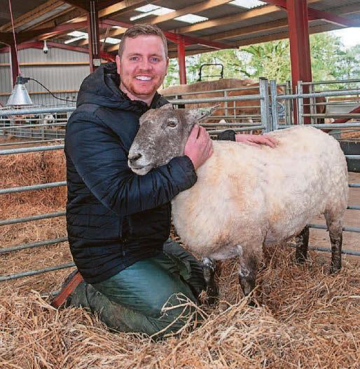 Rescued sheep Fiona expecting twins
