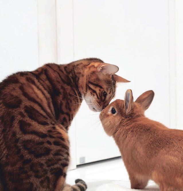 Getting jumpy over cat's fleas