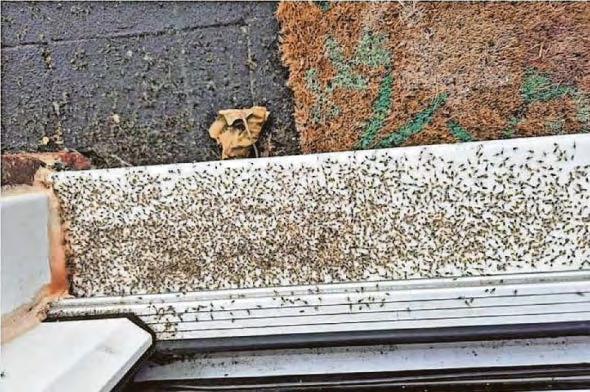 Community plagued by flies