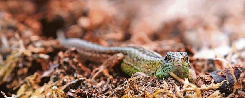 Devil's Punch Bowl home named national nature reserve