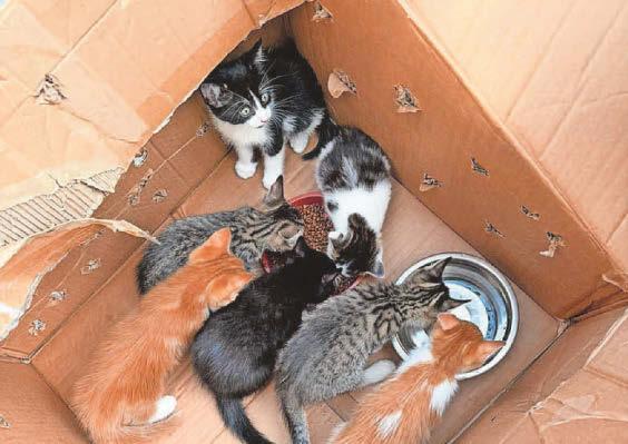 Appeal launched after kittens are dumped in wood