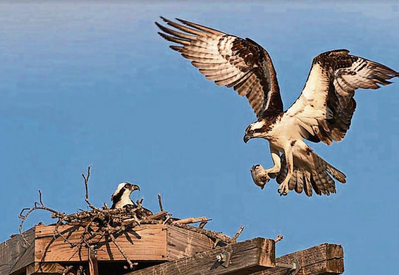 Harry and Flora swoop back to Alyth for 12th year