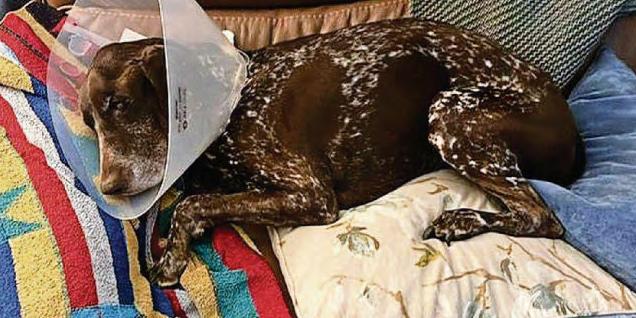 Dog killed in horrific mauling attack on the street