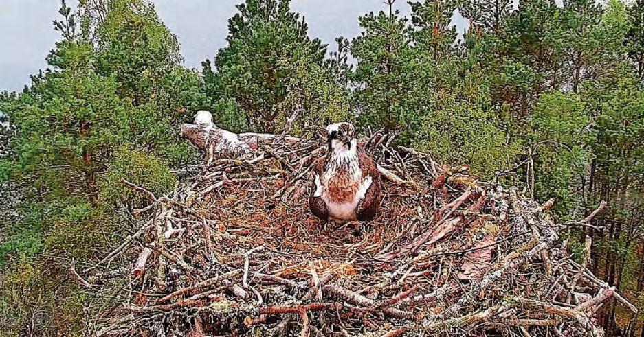 New osprey couple are ruling the roost at nature reserve