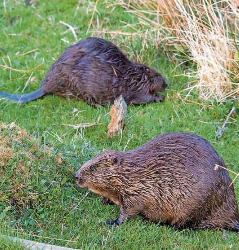 Biodiversity first for estate in Perthshire