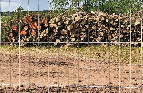 Community outrage after developer fells 137 trees