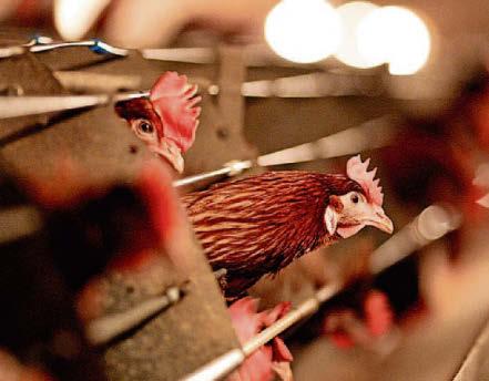 Warning issued over bird flu risks in area