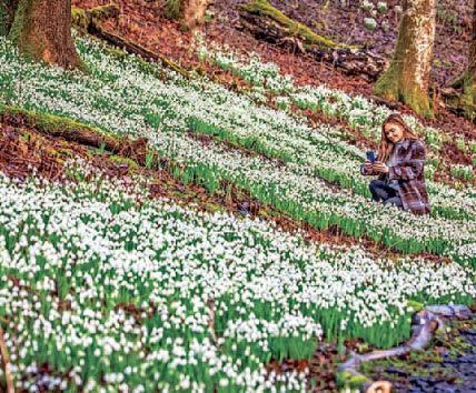 Scone Palace is set for snowdrop celebration