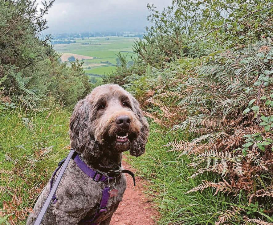 Walkies Our picks for bounds with your hound