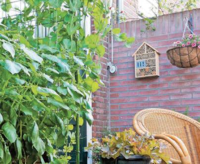 PAT'S THE WAY TO GROW YOUR OWN