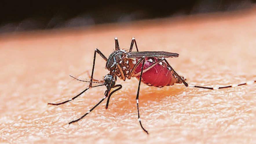 Mosquitoes are heading north