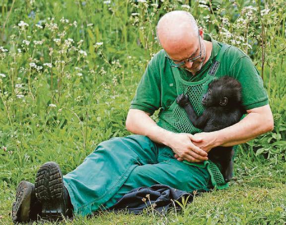 Gorilla thriller Keeper's book lifts lid on helping raise apes at city zoo
