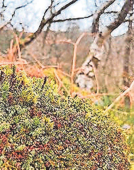 Fight to revive UK's rainforests