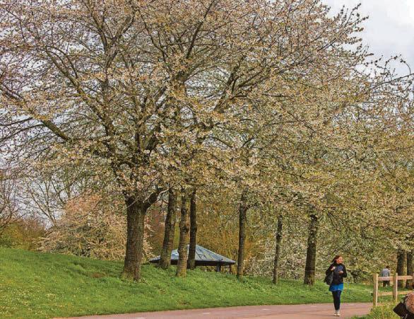 Council Plans to make parks pay despite 'challenges and conflicts'