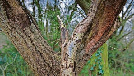 Ash dieback Thousands of city trees will be felled and replaced