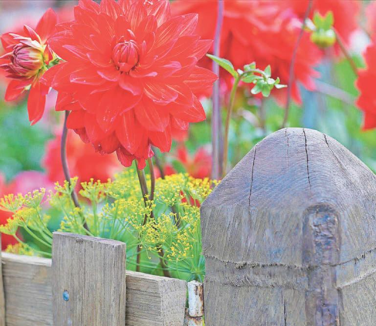 Expert advice How to make your allotment look pretty