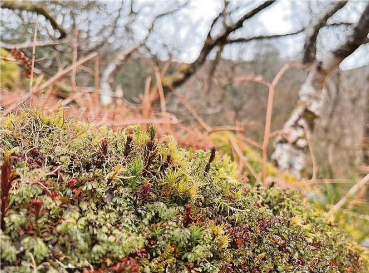 Island's habitat to be restored