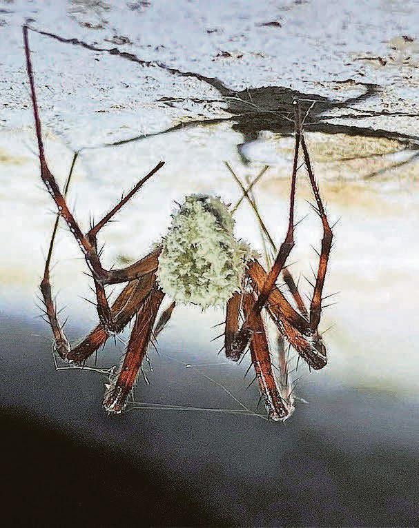 ‘Zombie spiders' in Fungarium