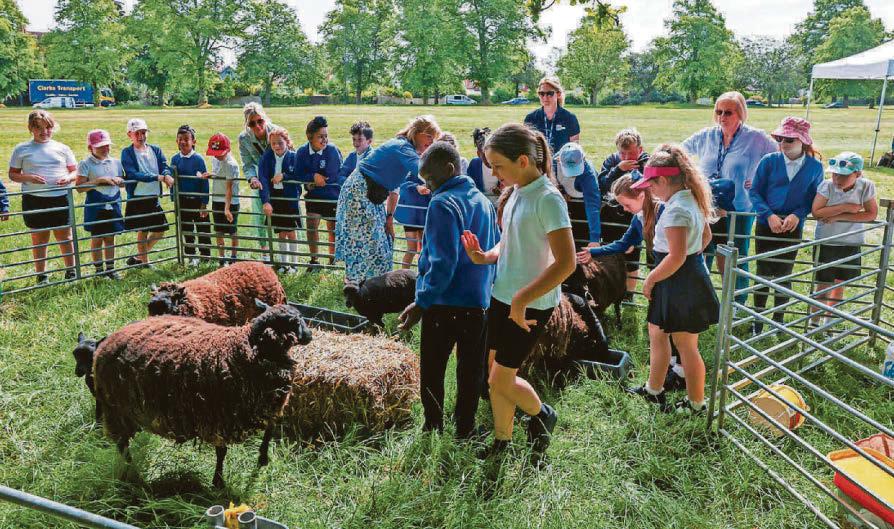 Flocking back Sheep return to the Downs to keep grazing rights