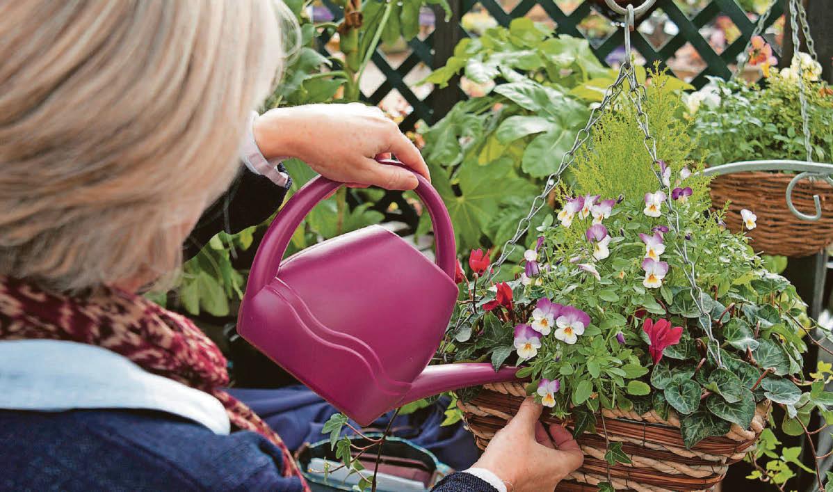 Expert advice How to plant hanging baskets