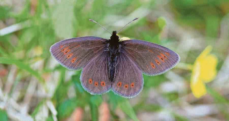 Walkers asked to look out for rare mountain butterfly