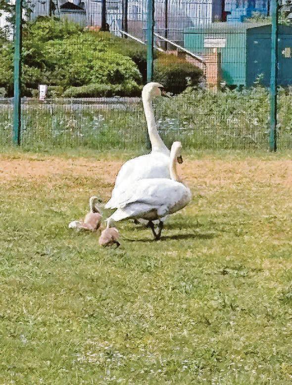 Happy landings Builders down tools to reunite lost cygnet with its family