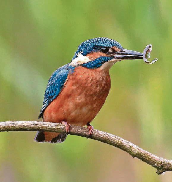 Protecting our rivers