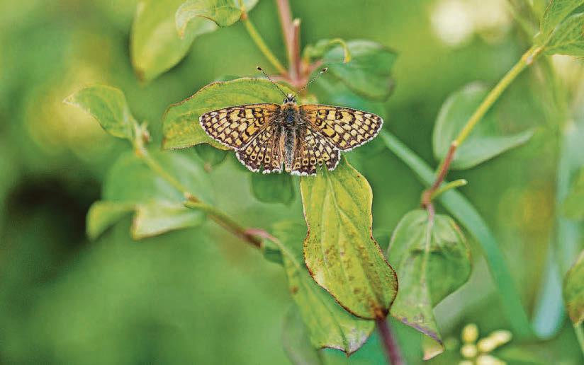 Wildlife loss in woods despite more tree cover, report finds