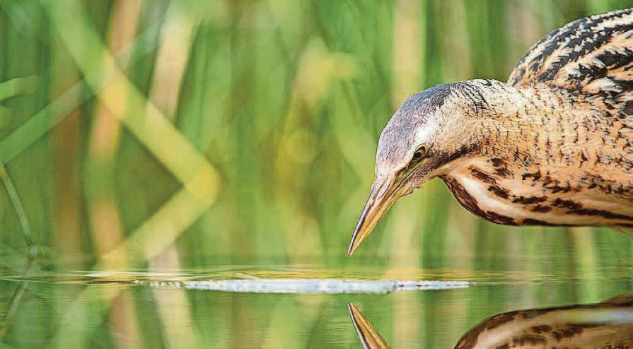 Government may have failed to comply with bird protection laws