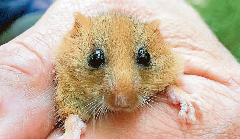 Rare dormice released to create county's only known population