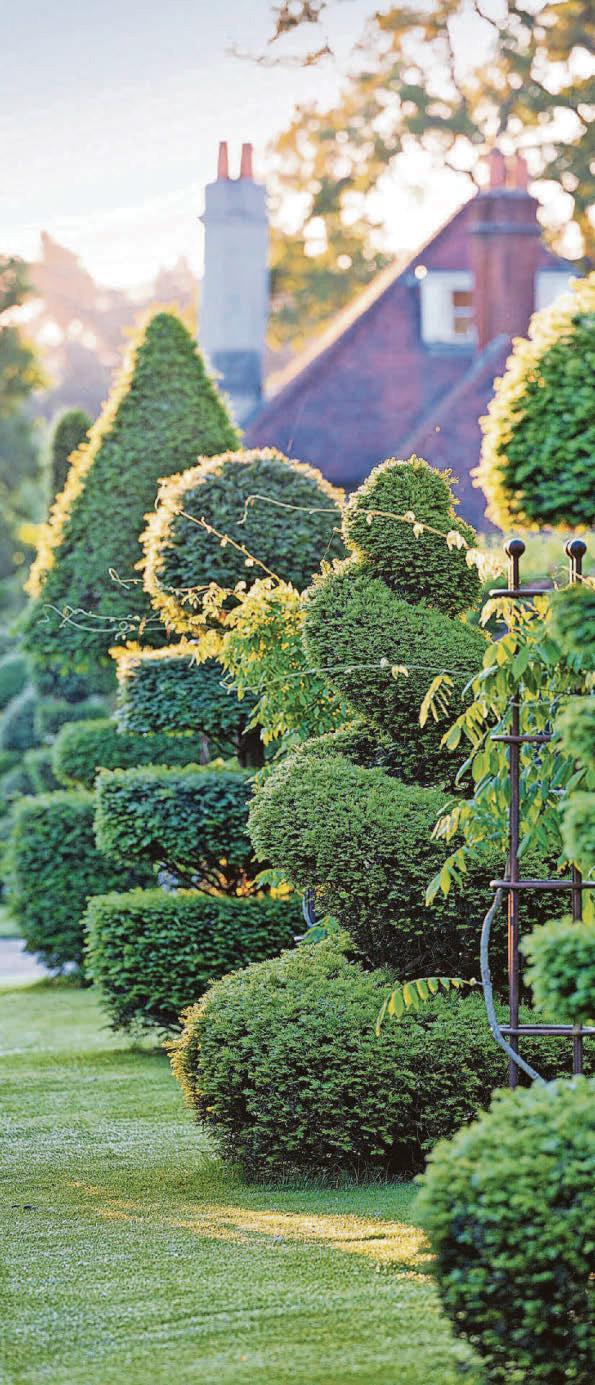 WHAT ARE THE BEST PLANTS FOR TOPIARY?