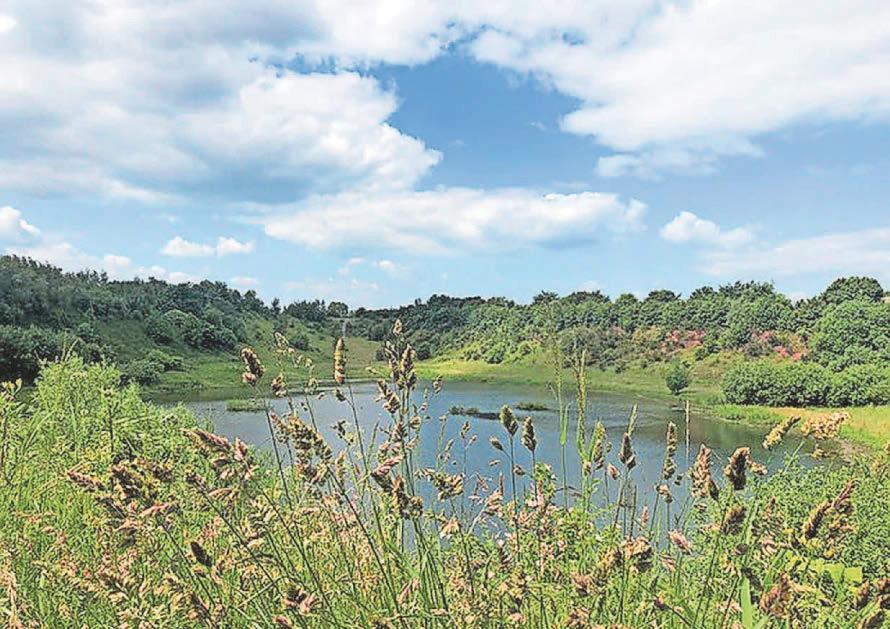 Wildlife 'outsourced' City habitats being lost and replaced elsewhere